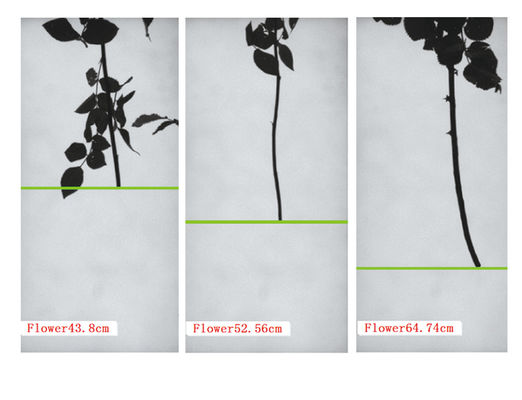 Focusight Mesin pembagian mawar dan Mesin kemasan mawar
