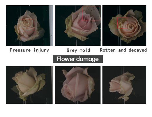 Focusight Mesin pembagian mawar dan Mesin kemasan mawar