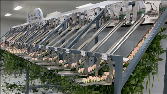 Focusight Mesin pembagian mawar dan Mesin kemasan mawar